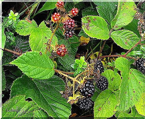 9 # blackberries-anti-cancer.jpg