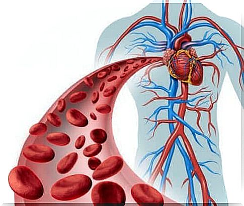 Structure of blood vessels