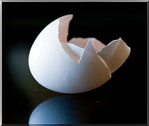 Egg shell