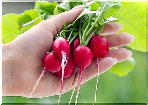 Radishes