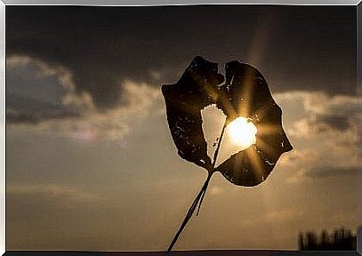 Dry leaf at sunset