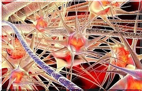 Neurons