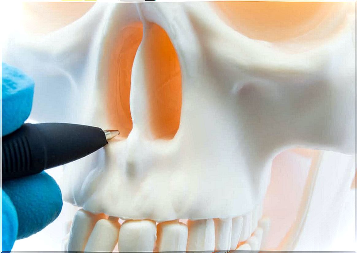 The structure of the nose