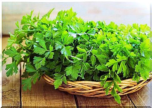 Parsley and its beneficial properties for kidney health