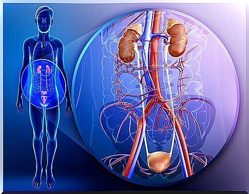 The kidneys of the human urinary system, parsley helps to cleanse