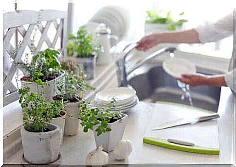 Plants in the kitchen - 5 benefits of having them