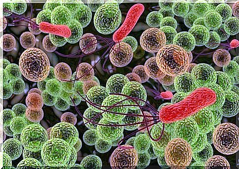 Intestinal bacterial flora