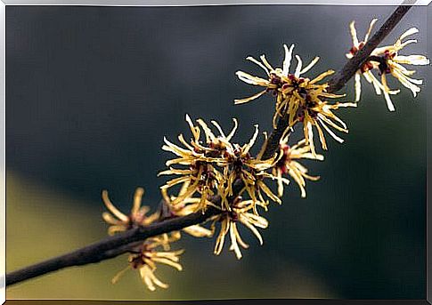 Witch hazel