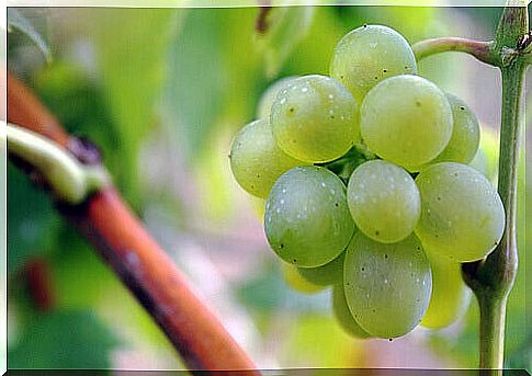 grapes